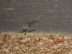 Toxostoma curvirostre