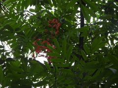 Amherstia nobilis