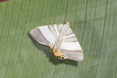 Opisthoxia miletia