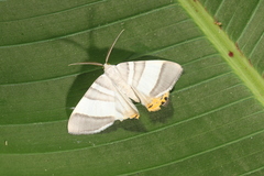 Opisthoxia miletia