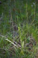 Ophrys insectifera
