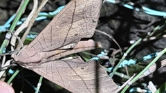 Marumba cristata bukaiana
