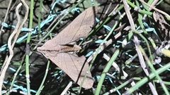 Marumba cristata bukaiana