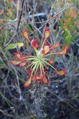 Drosera glabripes