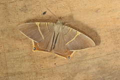 Phrygionis polita