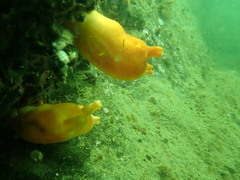 Halocynthia aurantium