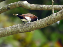 Lonchura leucogastra