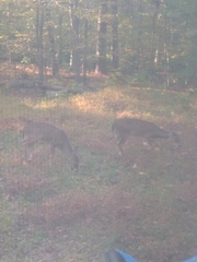 Odocoileus virginianus