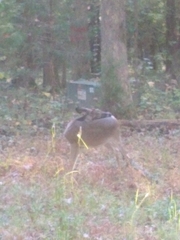 Odocoileus virginianus