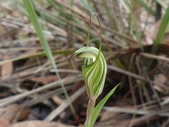 Pterostylis striata