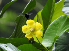 Dillenia suffruticosa