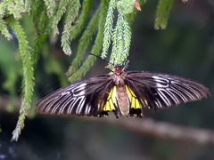 Troides rhadamantus