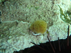 Distaplia occidentalis