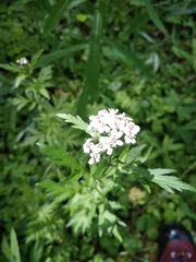 Achillea macrophylla