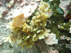 Dendrobeania lichenoides