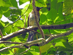 Hypsipetes philippinus