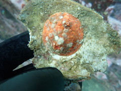 Psolus chitonoides