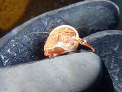 Elassochirus tenuimanus