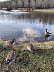 Branta canadensis
