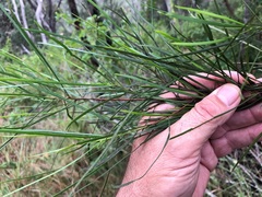 Dodonaea stenophylla