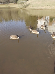 Branta canadensis