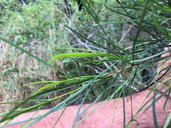 Dodonaea stenophylla