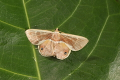 Opisthoxia corinnoides