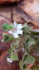 Goodenia grandiflora