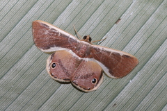 Opisthoxia corinnoides