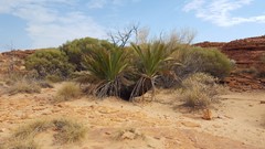 Macrozamia macdonnellii