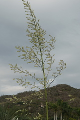 Furcraea selloana