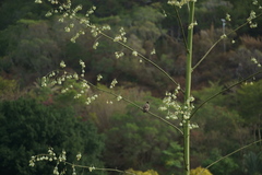 Furcraea selloana