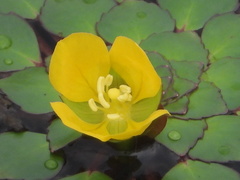 Ludwigia sedoides
