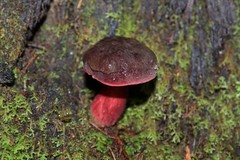 Boletus tasmanicus