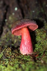 Boletus tasmanicus