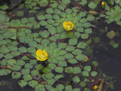 Ludwigia sedoides