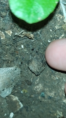 Galumnidae