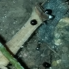 Galumnidae