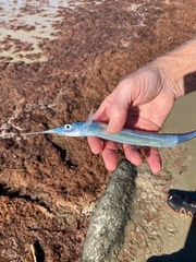 Hyporhamphus ihi