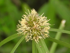 Cyperus aromaticus
