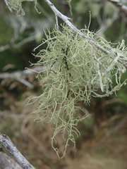 Usnea dasaea