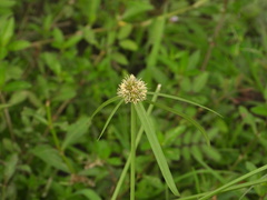 Cyperus aromaticus