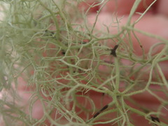 Usnea dasaea