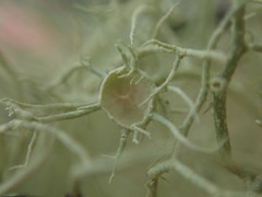 Usnea dasaea