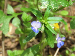 Collinsia grandiflora