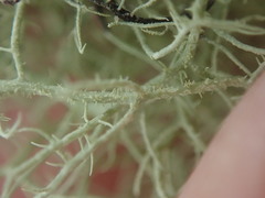 Usnea dasaea