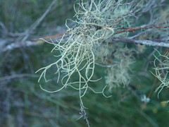 Usnea dasaea