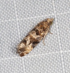 Lobesia xylistis