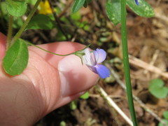 Collinsia grandiflora
