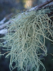 Usnea dasaea